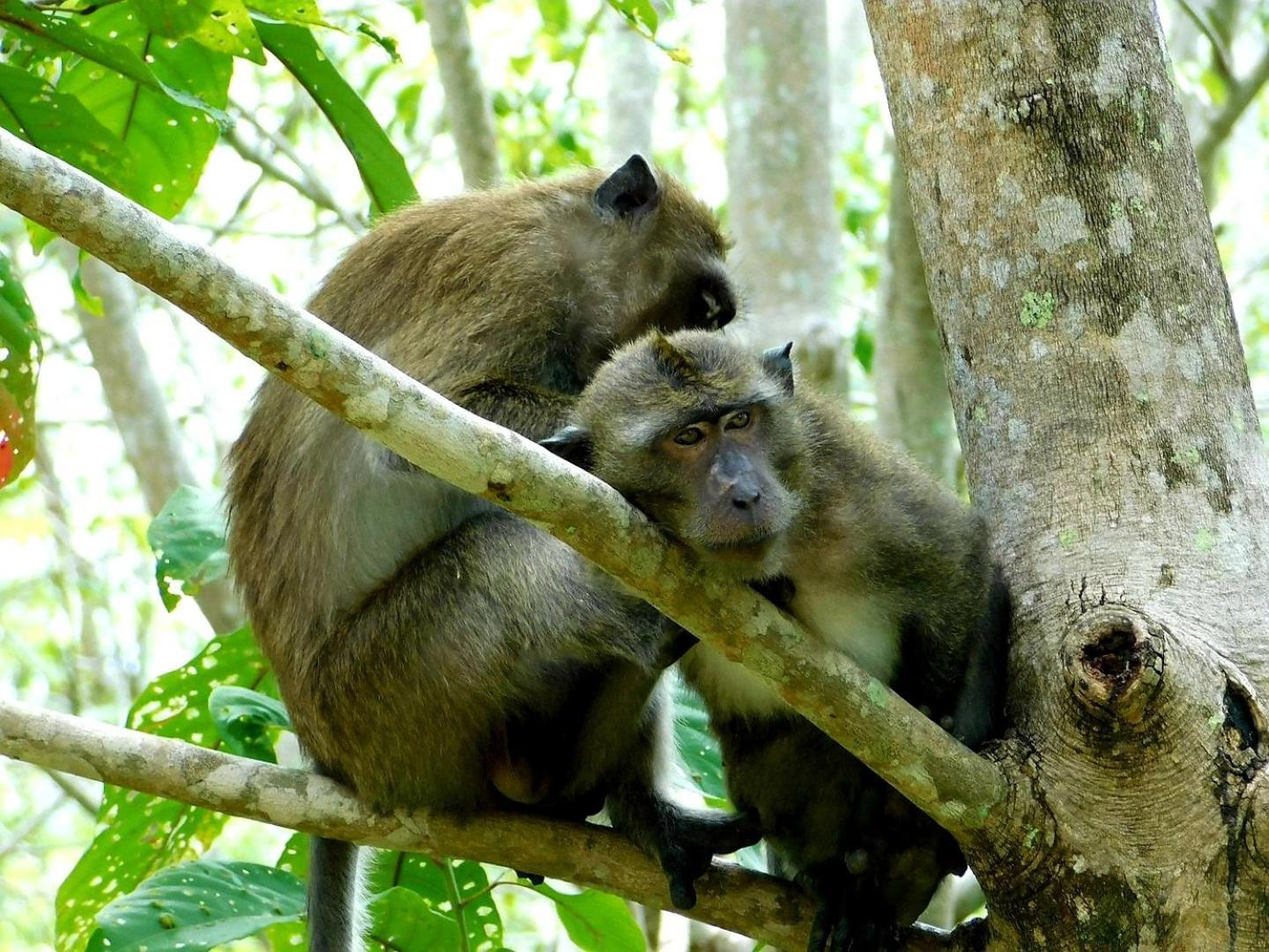 Swiss Bonihouse Koh Yao Yai Hotell Ban Pru Nai Eksteriør bilde